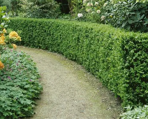 'Rotundifolia' (самшит вечнозеленый)