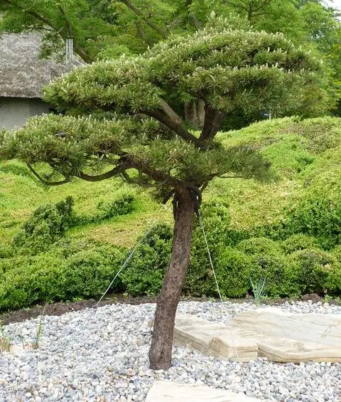 Сосна горная (Pinus mugo)