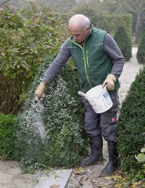 Известь из водорослей в виде порошка