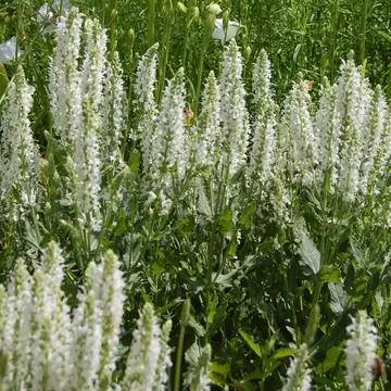 Agastache rugosa 'Алебастр'