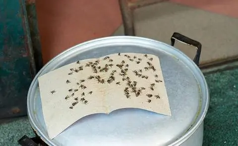 самодельная ловушка для домашних мух