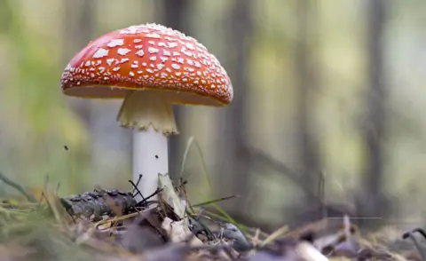 Поганка как мухоловка