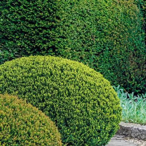 Тис (Taxus baccata)