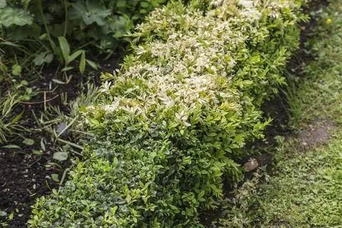 Повреждение морозом живой изгороди из самшита