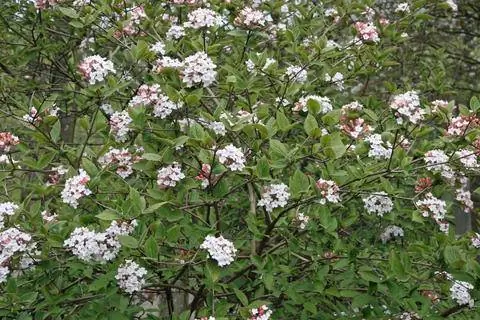 Пасхальный снежок (Viburnum x burkwoodii)