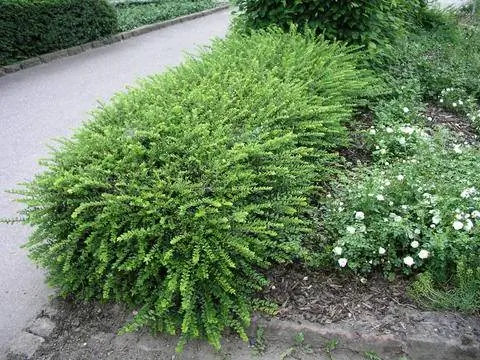 Жимолость (Lonicera nitida)