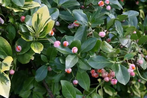 Бересклет ползучий (Euonymus Fortunei)