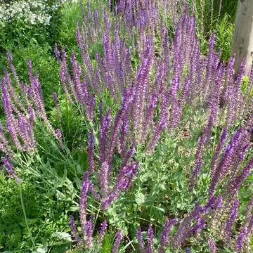 Шалфей степной 'Аметист' (Salvia nemorosa) Шалфей степной 'Аметист' (Salvia nemorosa)