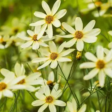 Королевский глаз 'Лунный луч' (Coreopsis verticillata) Королевский глаз 'Лунный луч' (Coreopsis verticillata)