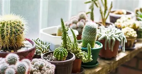 Уход за кактусами: 5 советов экспертов