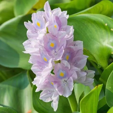 Водяной гиацинт (Eichhornia crassipes)