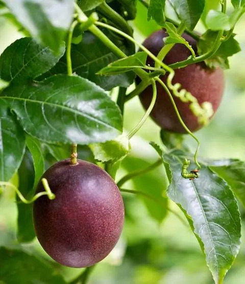 Плод пурпурной гранадиллы (Passiflora edulis)