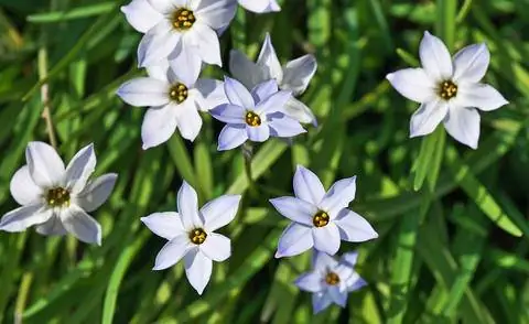 Весенняя звезда (Ipheion uniflorum)