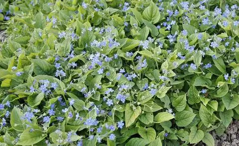 Весенний мемориал (Omphalodes verna)