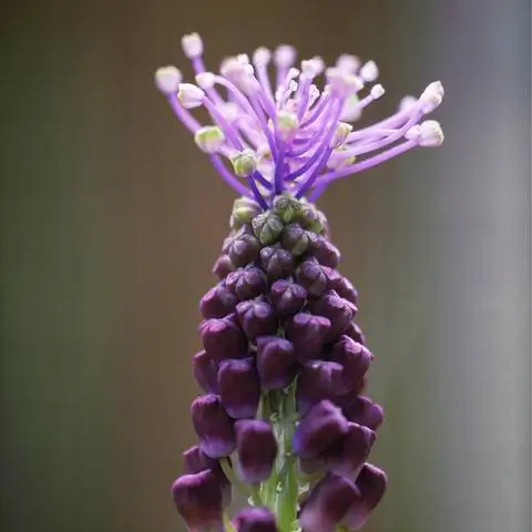 Виноградный гиацинт хохлатый (Muscari comosum)