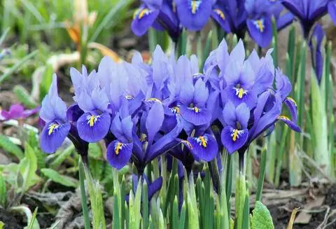 Ирис сетчатый (Iris reticulata)