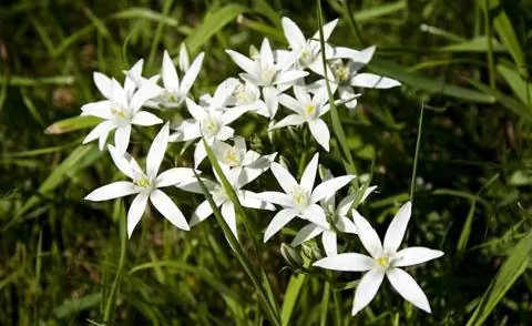 Зонтичная молочная звезда (Ornithogalum umbellatum)