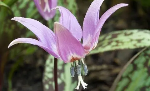 Лилия собачья зубная (Erythronium dens-canis)