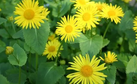 Кавказская серна (Doronicum orientale)