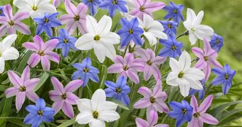 12 прекрасных весенних цветов, о которых мало кто знает
