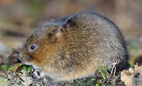 водяная полевка (Arvicola terrestris) водяная полевка (Arvicola terrestris)