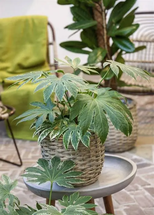 Аралия домашняя (Fatsia japonica)