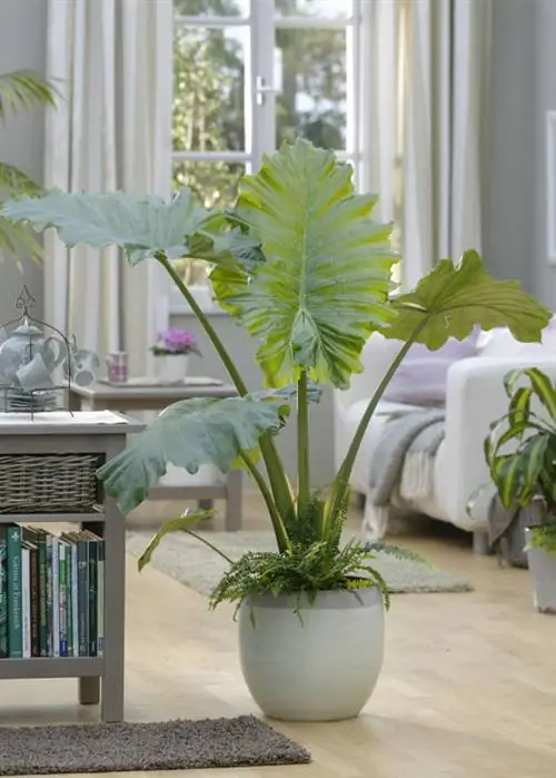 Слоновье ухо (Alocasia macrorrhizos)