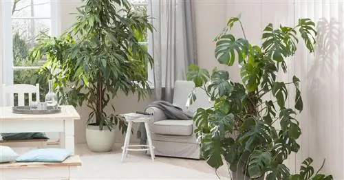 Экзотические комнатные растения: Тропический колорит для дома