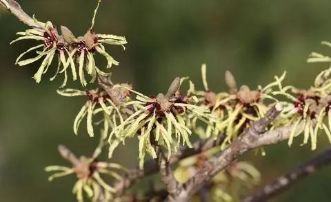 Обрезка гамамелиса после цветения
