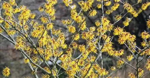 Правильно нарезанный гамамелис