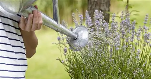 Полив лаванды: меньше да лучше