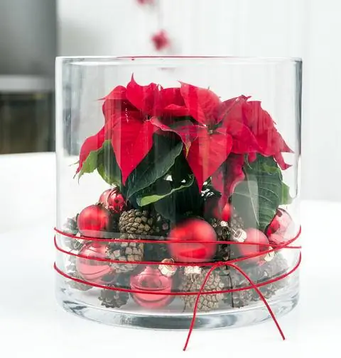 Пуансеттия в стакане