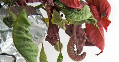 Почему пуансеттия теряет листья?