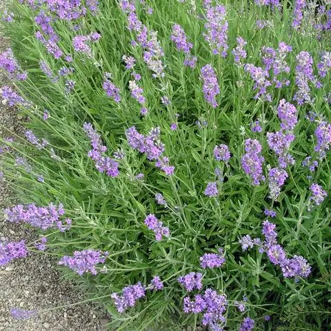 Не удобряйте лаванду на грядке