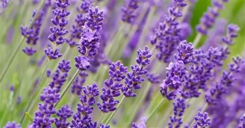 Удобряйте лаванду: экономно дозируйте питательные вещества