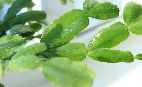 Листья конечностей Рождественский кактус