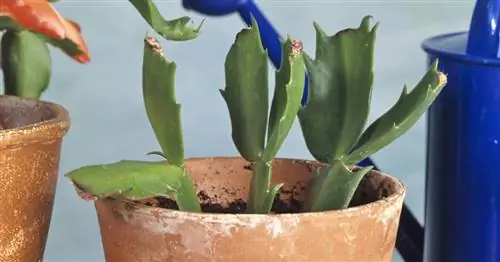 Размножьте собственный рождественский кактус