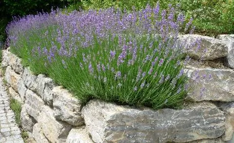 гипсокартон