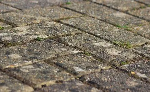 Лишайники на террасных плитах