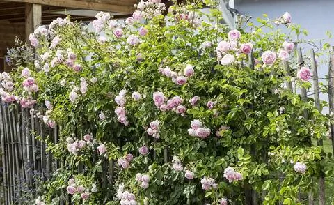 Плетистая роза 'Жасмина'