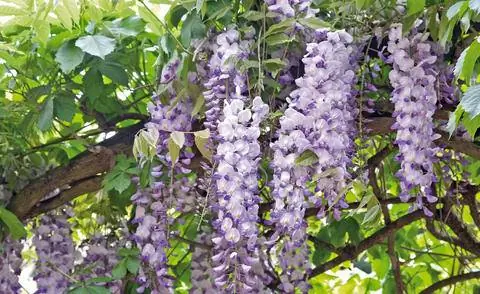 Вьющееся растение, цветущая глициния