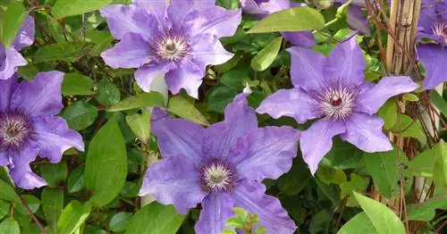 Цветущие вьющиеся растения: 5 самых красивых видов