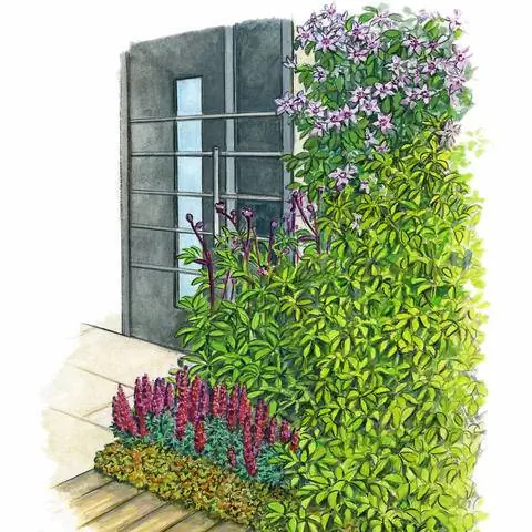 Лазка с клематисом гибридным 'Fair Rosamond'