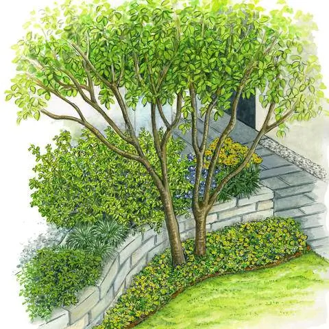 Грушевая груша, засаженная золотой клубникой