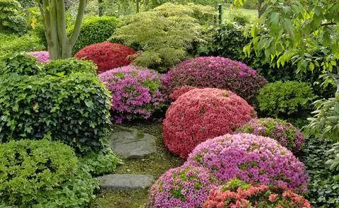 Азалии, нарезанные в форме шара