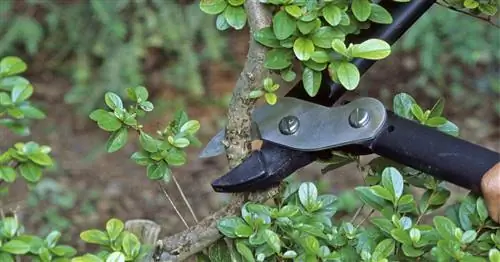 Как правильно обрезать азалии