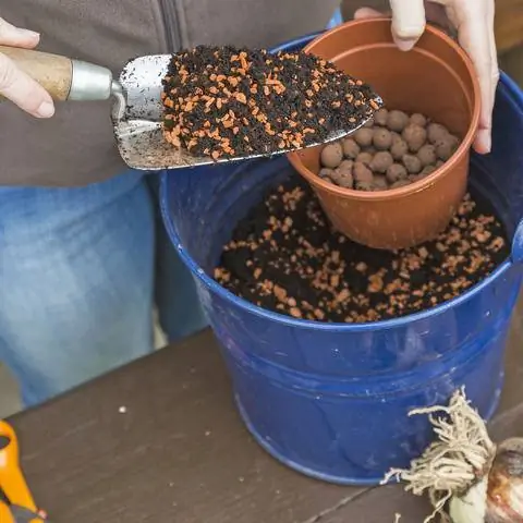 Растение амариллис