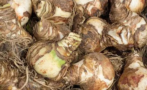 Луковицы амариллиса