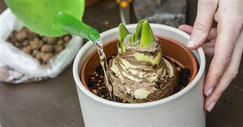 Правильно поливайте амариллис: вот как это делается