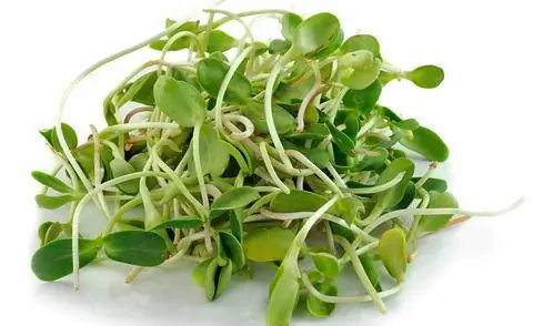 ростки подсолнуха